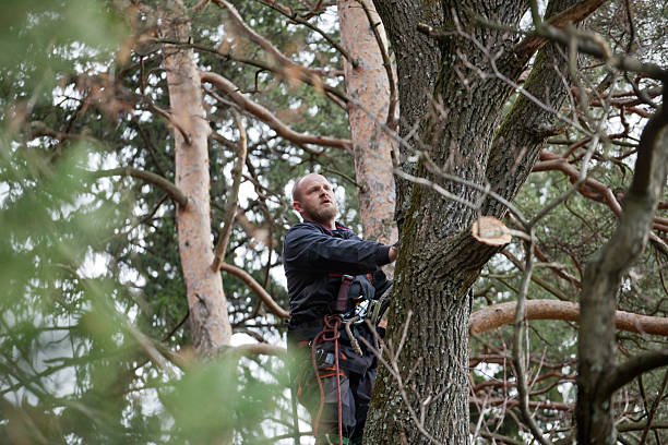 Best Commercial Tree Services  in USA